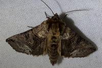 Abrostola tripartita