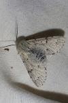 Acronicta leporina