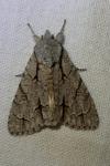 Acronicta psi/tridens