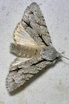 Acronicta psi/tridens