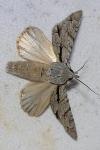 Acronicta psi/tridens