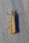 Agriphila