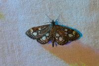 Anania coronata