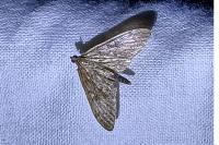 Anania lancealis