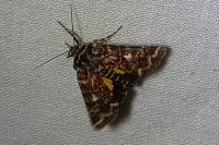Anarta myrtilli