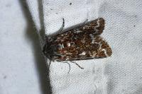Anarta myrtilli