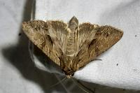 Apamea monoglypha monoglypha