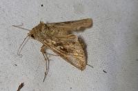 Autographa gamma