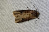Axylia putris
