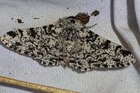 Biston betularia