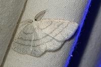 Cabera pusaria
