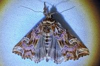 Callopistria juventina
