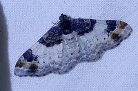 Catarhoe cuculata