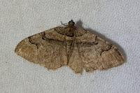 Catarhoe rubidata