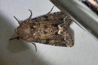 Ceramica pisi