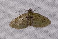 Chloroclystis v-ata
