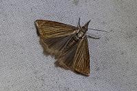 Chrysoteuchia culmella