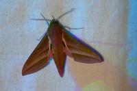 Deilephila elpenor