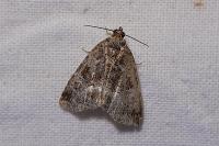Deltote pygarga