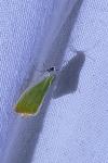 Earias clorana