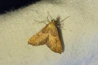 Endotricha flammealis