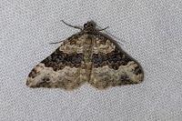 Epirrhoe galiata