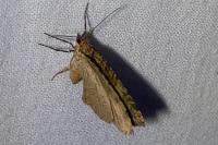 Euchoeca nebulata