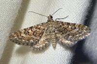 Eupithecia nanata