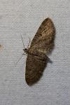 Eupithecia