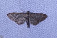 Eupithecia subfuscata