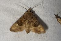 Euplexia lucipara