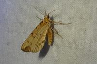 Gandaritis pyraliata