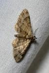 Gymnoscelis rufifasciata