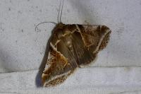 Habrosyne pyritoides
