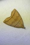 Herminia grisealis