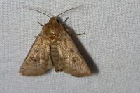 Hoplodrina