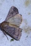 Hoplodrina