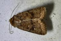 Hoplodrina octogenaria/blanda