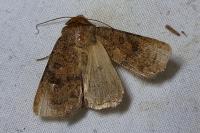 Hoplodrina octogenaria/blanda