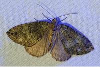 Hydriomena furcata