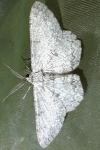 Hypomecis punctinalis