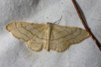 Idaea aversata