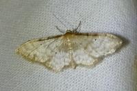 Idaea fuscovenosa