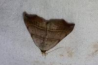 Laspeyria flexula