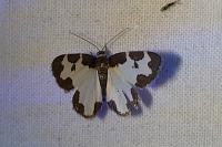 Lomaspilis marginata