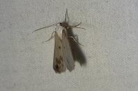 Lomographa temerata