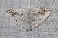 Lomographa temerata