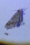 Macaria alternata