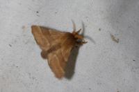 Malacosoma neustria