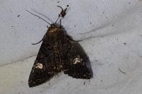 Melanchra persicariae